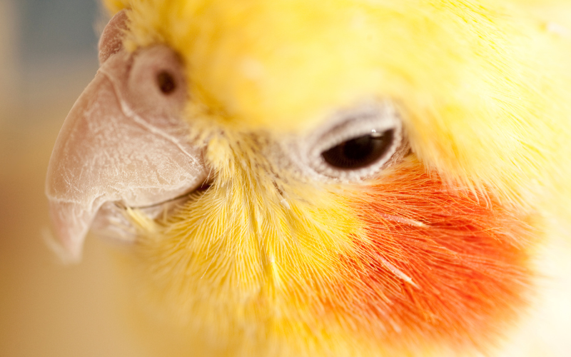 我が家のオカメインコぴの