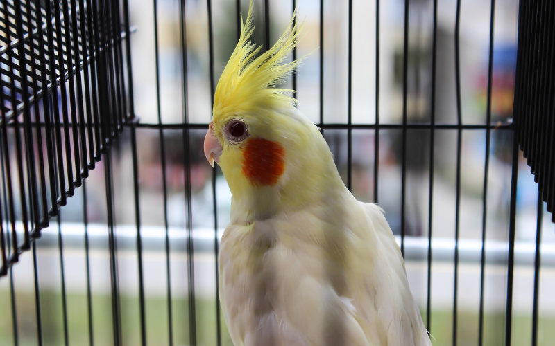 オカメインコの飼育に必要なもののイメージ