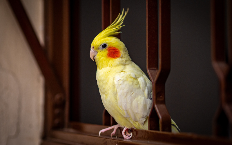 落ち着いているオカメインコぴの